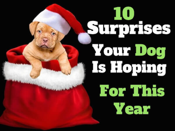 10 Surprises that your puppy is hoping for